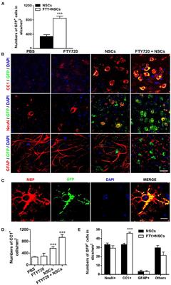 Corrigendum: Combination therapy with fingolimod and neural stem cells promotes functional myelination in vivo through a non-immunomodulatory mechanism